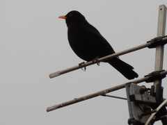 Turdus merula
