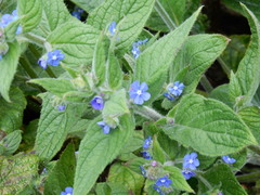 Pentaglottis sempervirens