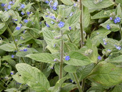 Pentaglottis sempervirens
