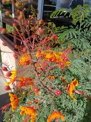 Caesalpinia pulcherrima