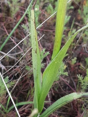 Serapias cordigera
