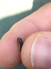 Homalodisca insolita