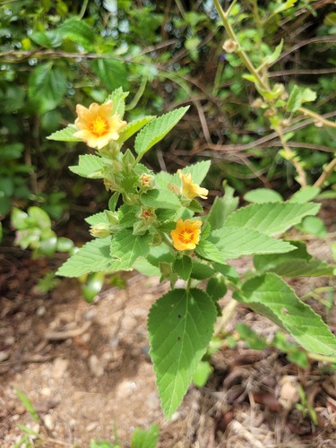Sida cordifolia