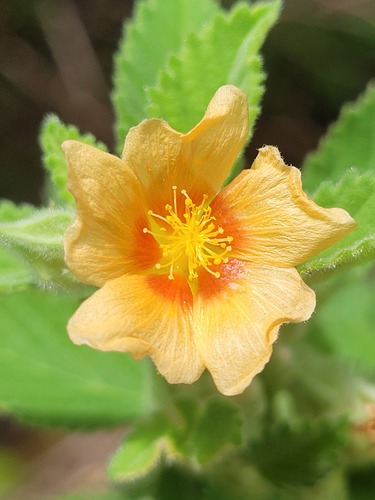 Sida cordifolia