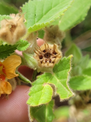 Sida cordifolia
