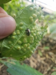 Zygogramma violaceomaculata