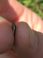 Homalodisca insolita