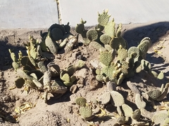 Opuntia