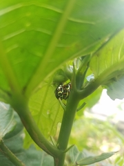 Zygogramma violaceomaculata