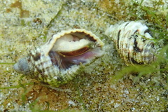 Nucella dubia