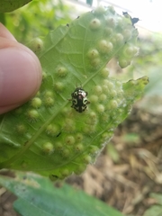 Zygogramma violaceomaculata