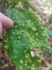 Zygogramma violaceomaculata