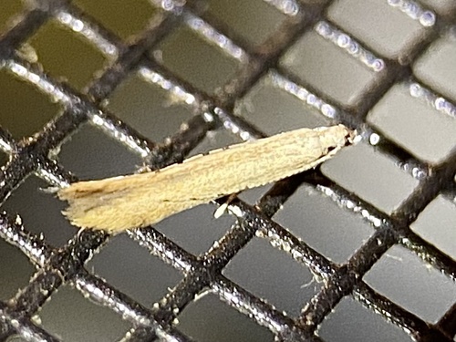 Stereomita andropogonis photo 5