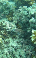 Rypticus bicolor