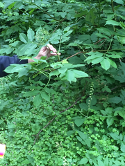 Sambucus racemosa racemosa