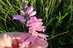 Physostegia pulchella