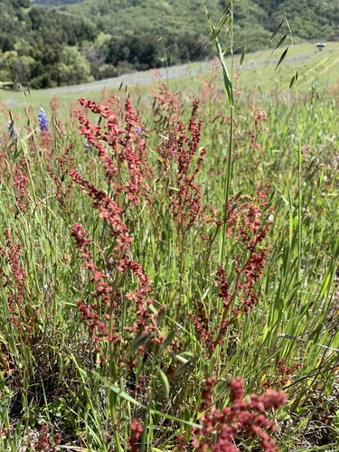 iNaturalist observation photo of Sheep's sorrel