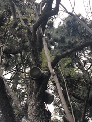 Jacaranda acutifolia