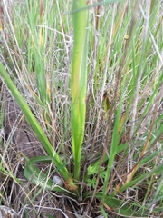 Serapias strictiflora
