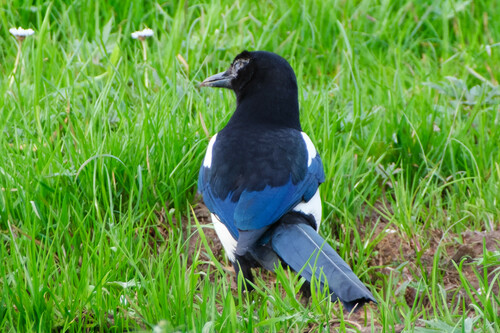 Urraca común (Pica pica)