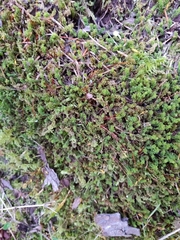 Plagiomnium venustum