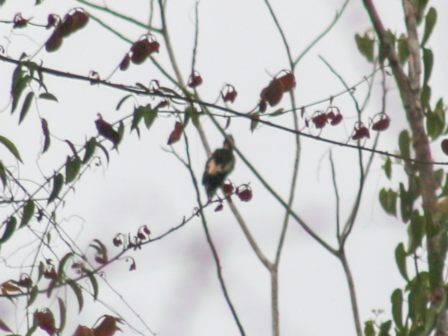 Black-and-buff Woodpecker (Meiglyptes jugularis), photo 6
