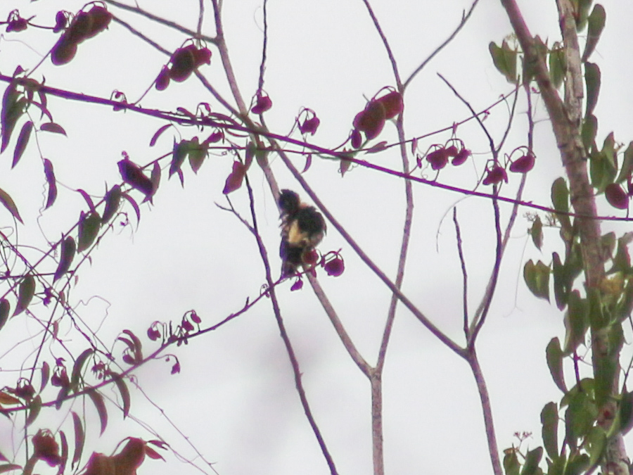 Black-and-buff Woodpecker (Meiglyptes jugularis), photo 5