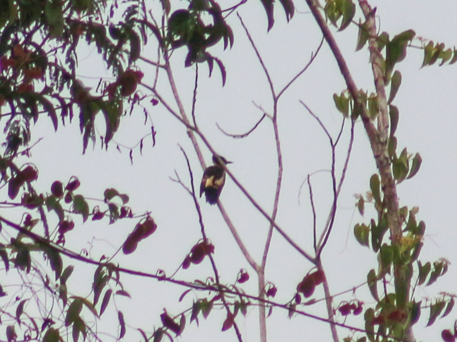 Black-and-buff Woodpecker (Meiglyptes jugularis), photo 4