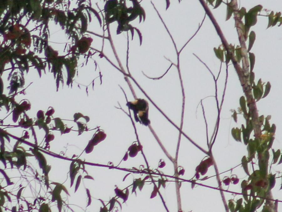 Black-and-buff Woodpecker (Meiglyptes jugularis), photo 3