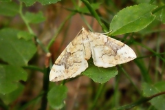 Eulithis populata