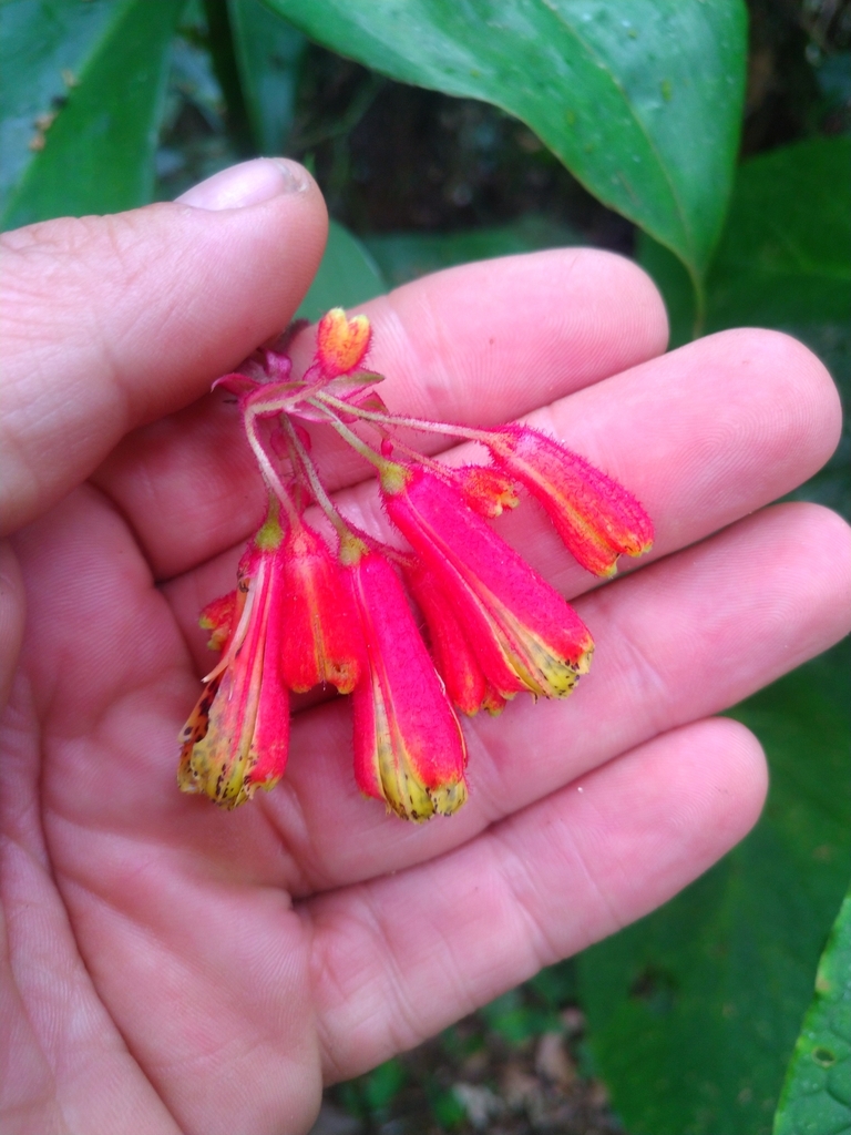Bomarea spissiflora