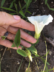 Calystegia macounii