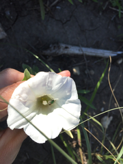 Calystegia macounii
