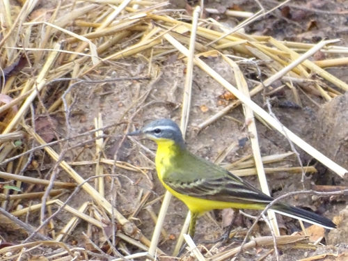 Western Yellow Wagtail