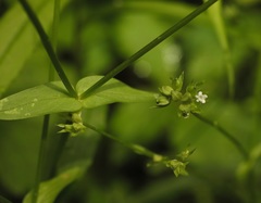 Valerianella chenopodifolia