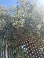 Angiospermae