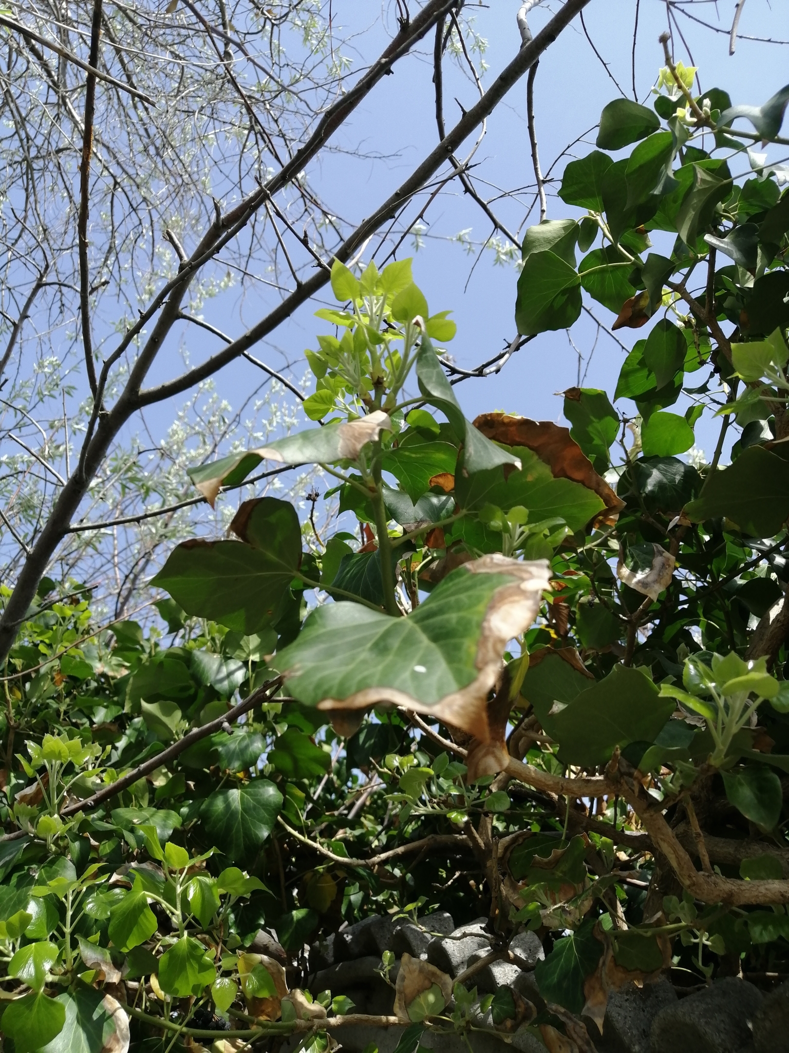 Hedera helix — photo 3