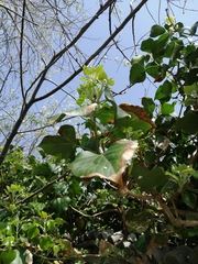 Hedera helix — photo 3