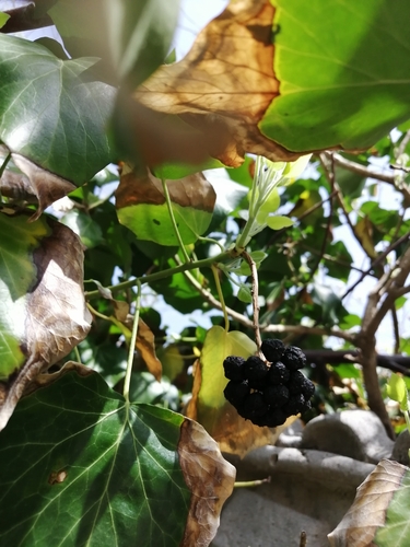 Hedera helix