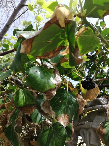 Hedera helix