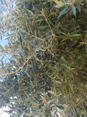 Angiospermae