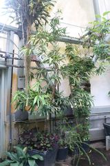 Podocarpus dispermus