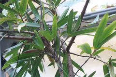 Podocarpus dispermus