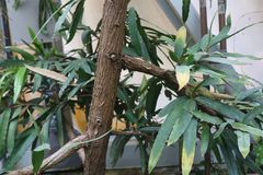 Podocarpus dispermus