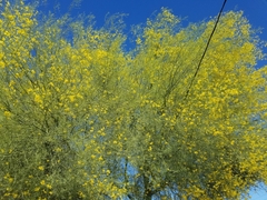Angiospermae
