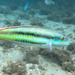 Slippery Dick - Photo (c) kerrirenee, some rights reserved (CC BY-NC)