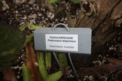 Podocarpus dispermus