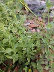 Carlowrightia texana