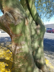 Angiospermae