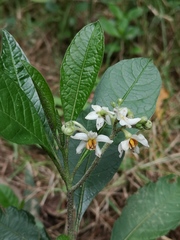 Solanum oblongifolium